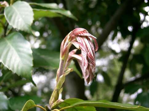 Image of ring-cup oak