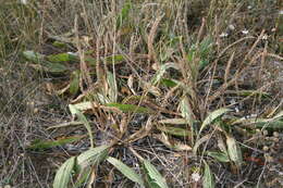 Image of redwool plantain