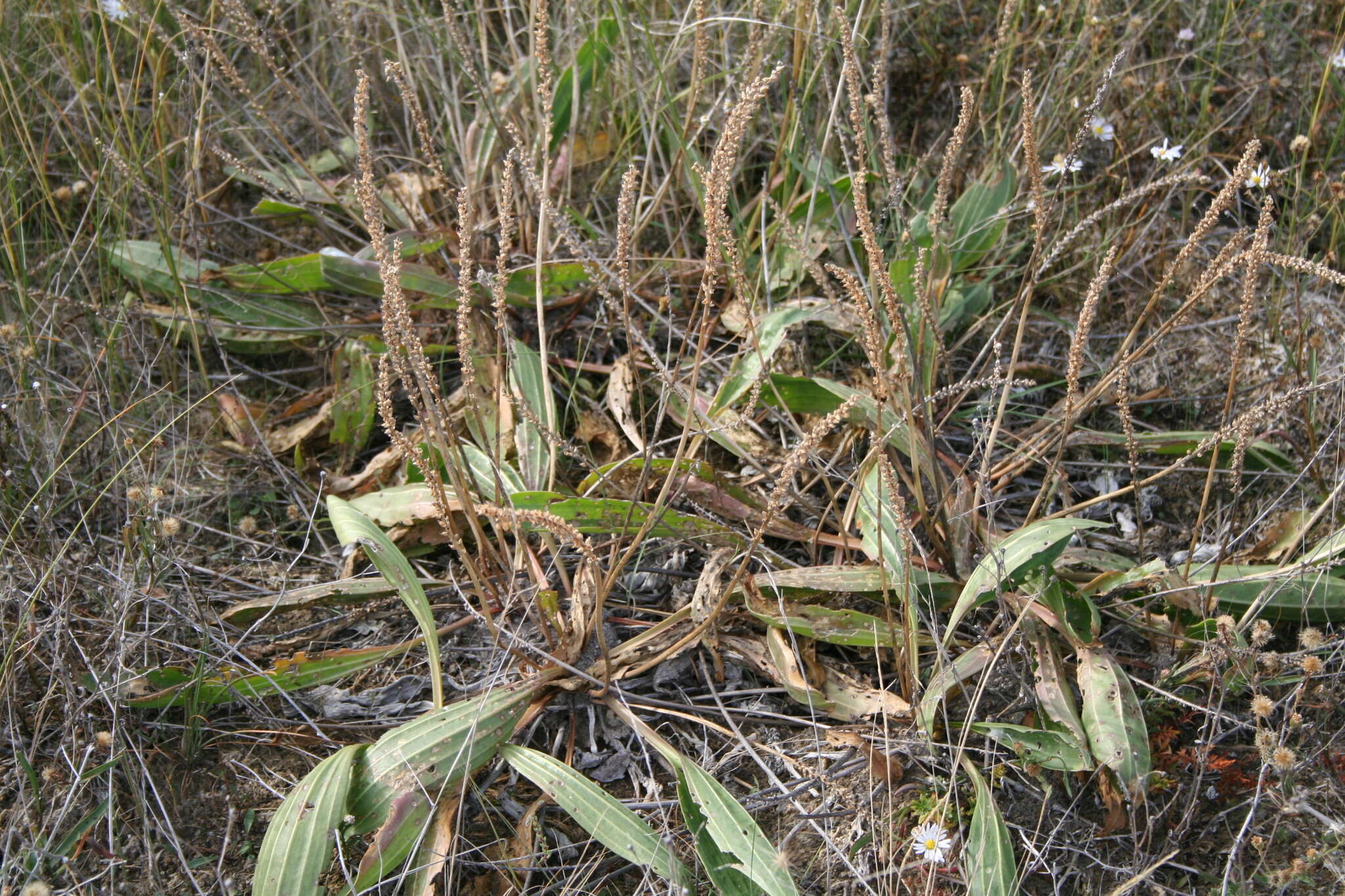 Image of redwool plantain