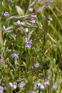 Image of Epilobium nutans F. W. Schmidt