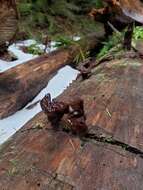 Imagem de Gyromitra ambigua (P. Karst.) Harmaja 1969