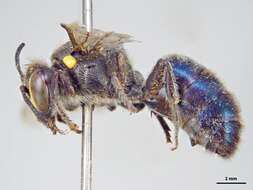 Imagem de Hylaeus alcyoneus (Erichson 1842)