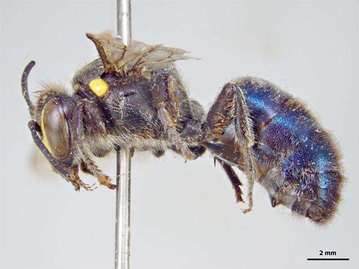 Imagem de Hylaeus alcyoneus (Erichson 1842)