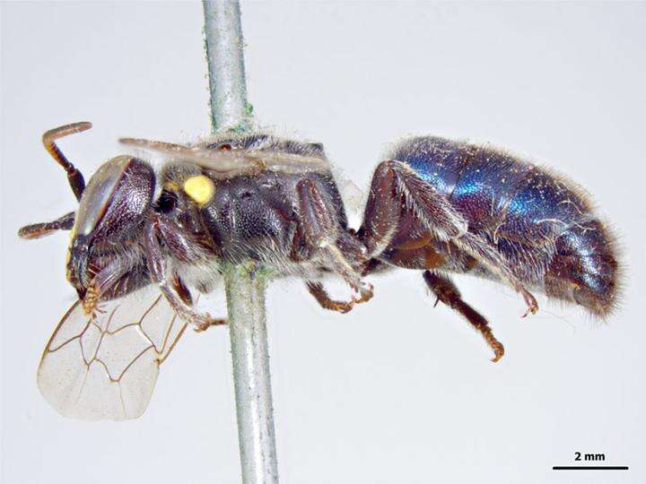 Imagem de Hylaeus alcyoneus (Erichson 1842)