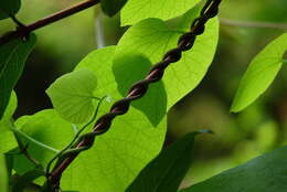 Image of Dutchman's pipe