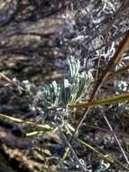 Image of English Lavendar