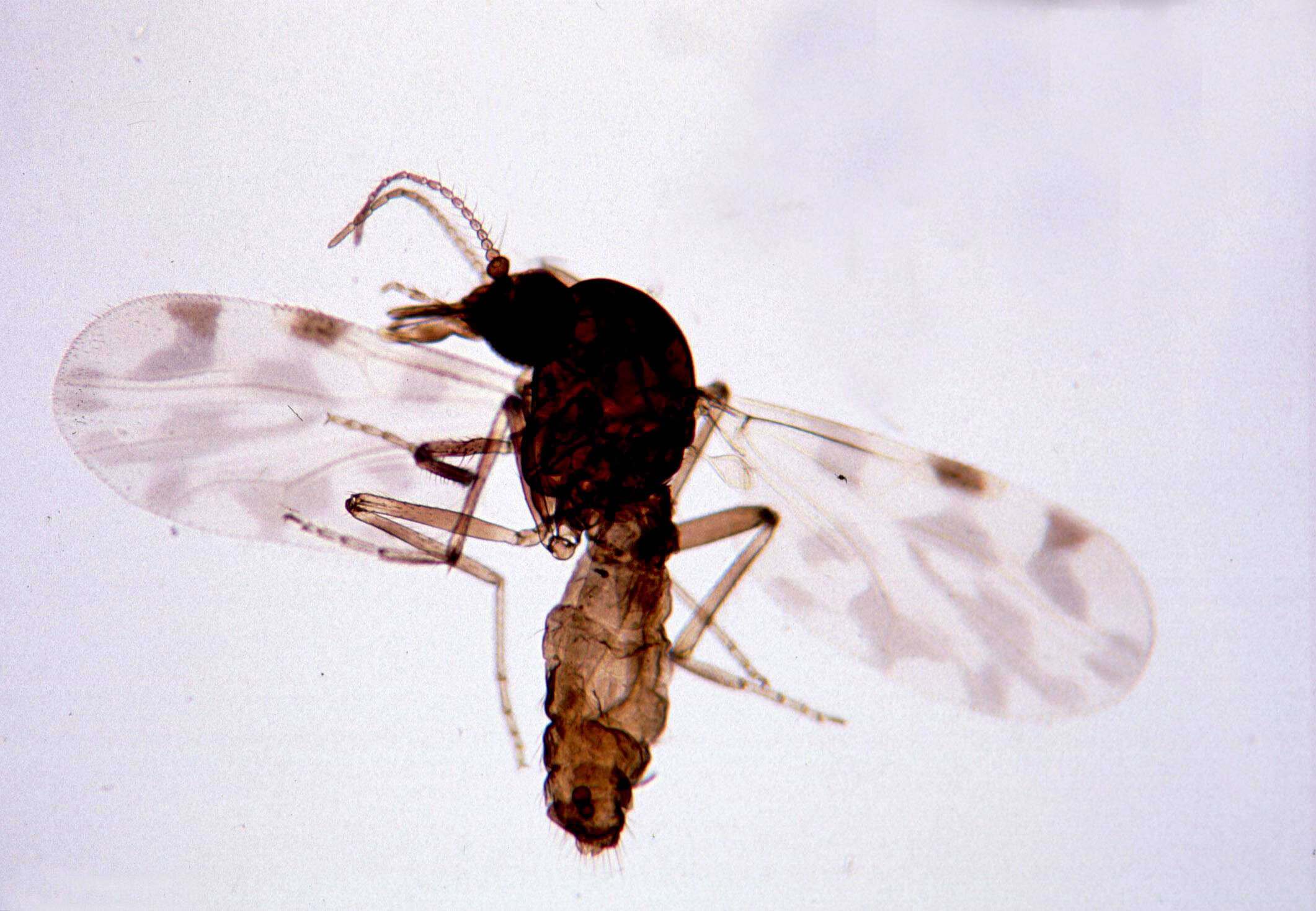 Image of Culicoides imicola (Kieffer 1913)