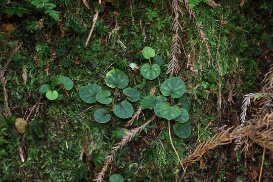 Imagem de Viola formosana Hayata