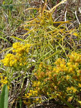 Plancia ëd Euthamia gymnospermoides Greene