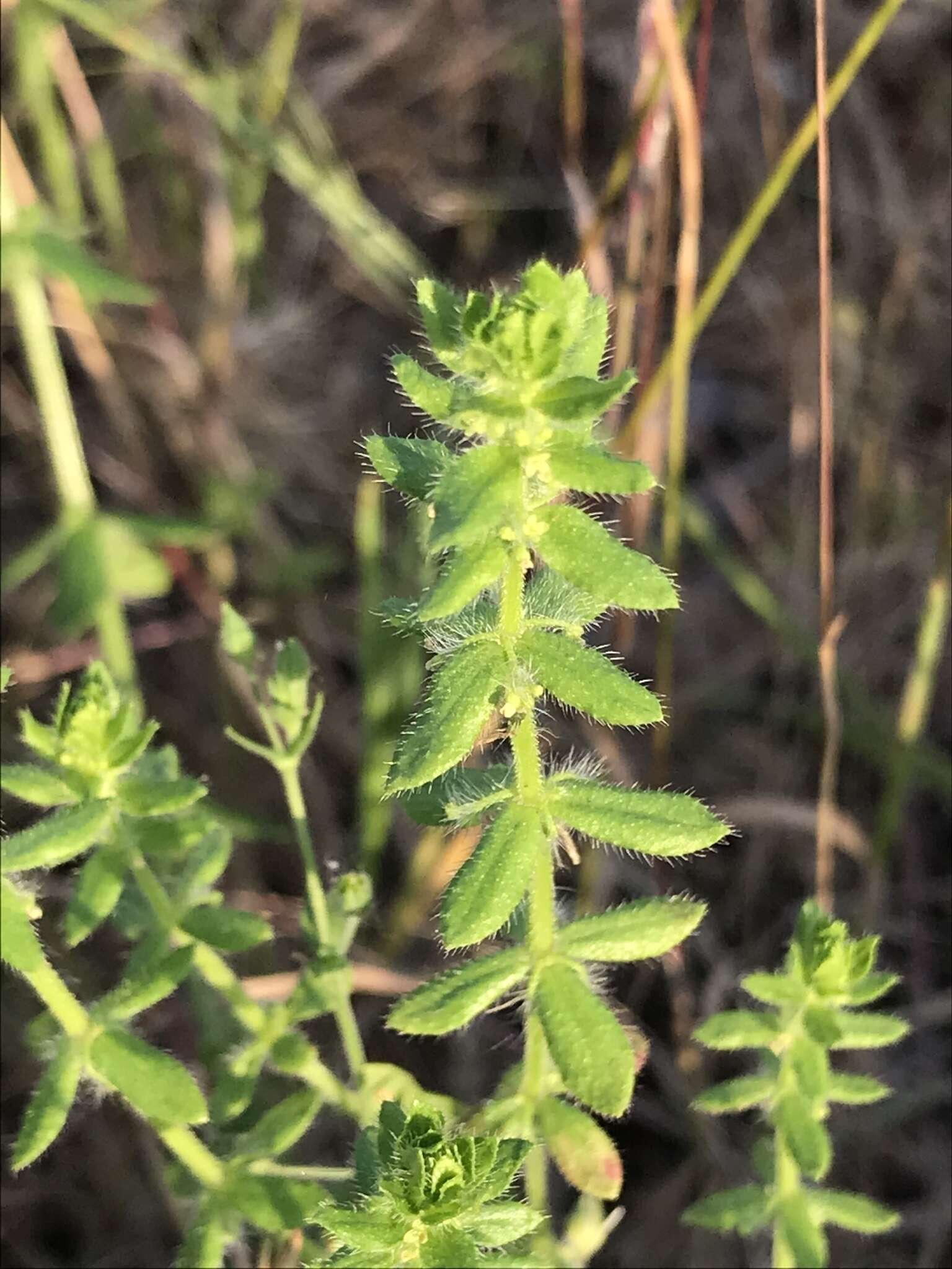 Image of piedmont bedstraw