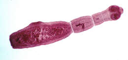 Image of Echinococcus multilocularis