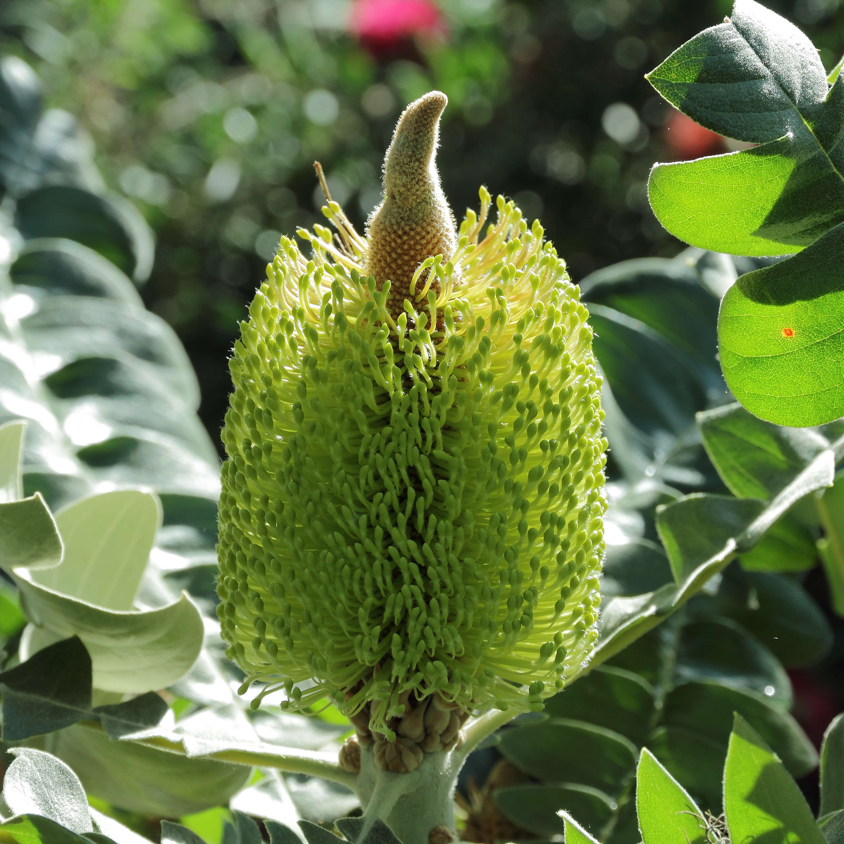 Image of Bull Banksia