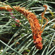 Image of Banksia blechnifolia F. Müll.