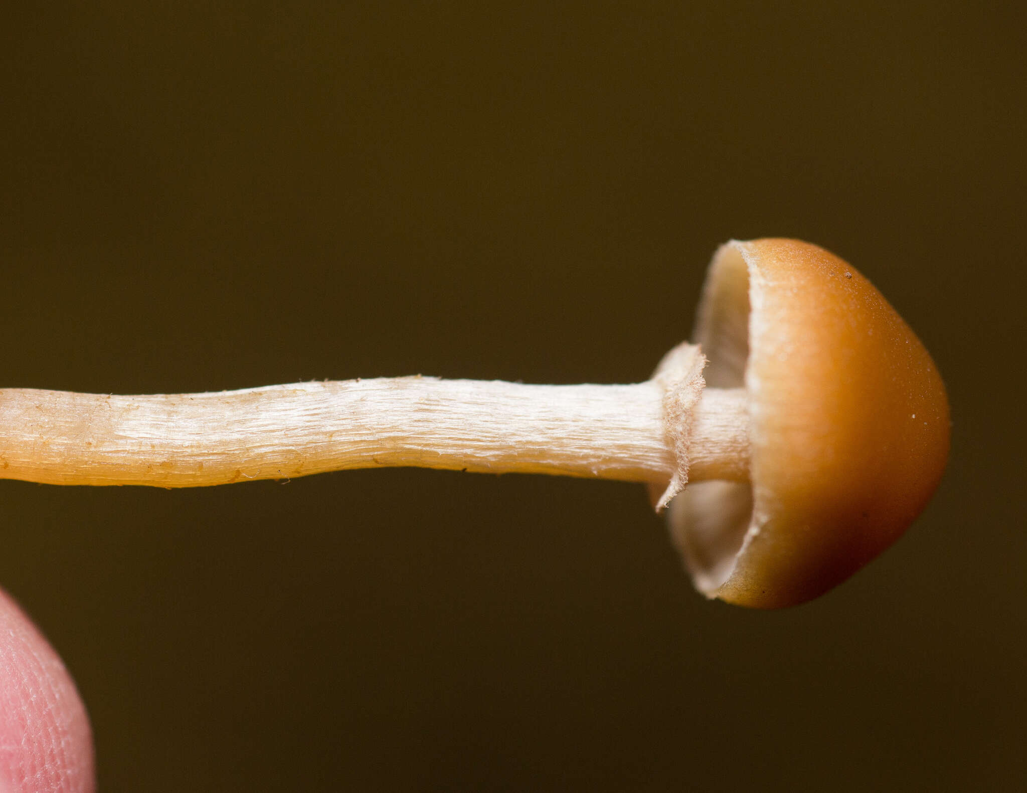 Image of Galerina sideroides (Bull.) Kühner 1935