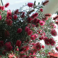 صورة Callistemon citrinus (Curtis) Skeels