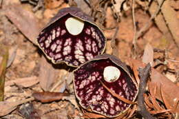 صورة Aristolochia fangchi Y. C. Wu ex L. D. Chow & S. M. Hwang