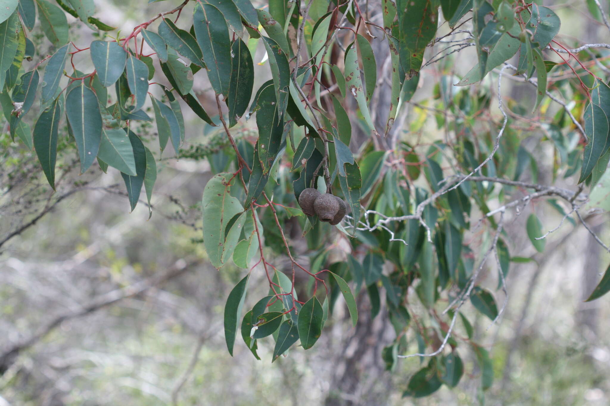 Sivun Corymbia calophylla (Lindl.) K. D. Hill & L. A. S. Johnson kuva