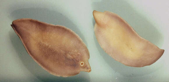 Image of Fasciola