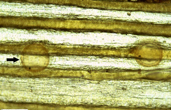 Image of Fasciola