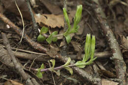 Image of Gentiana zollingeri Fawcett