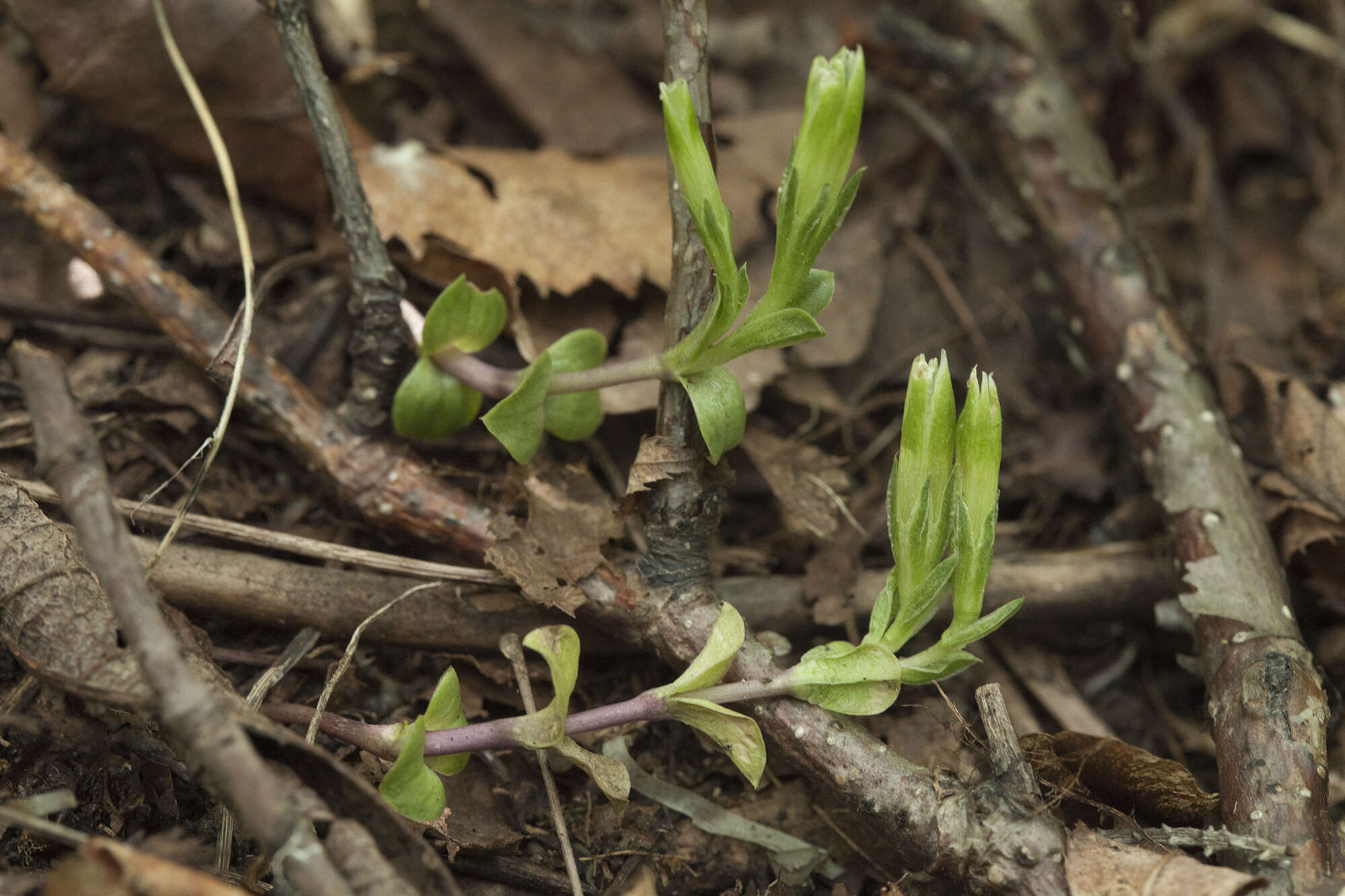 Image of Gentiana zollingeri Fawcett