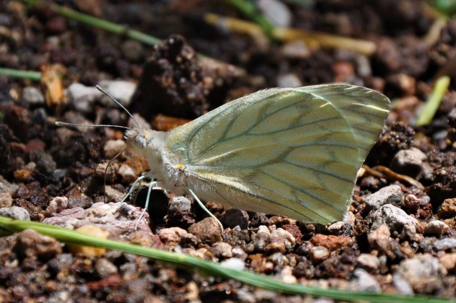 Imagem de Hesperocharis costaricensis Bates 1866