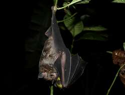 Image of Flat-faced Fruit-eating Bat