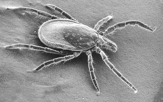 Image of Ixodes ricinus (Linnaeus 1758)