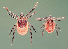 Image of Common sheep tick