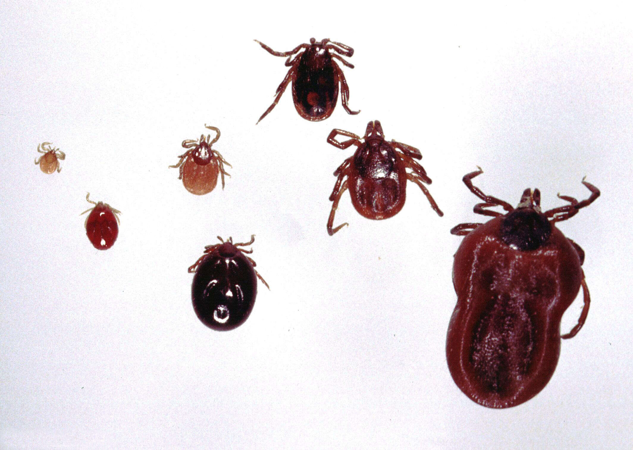 Image of Ixodes ricinus (Linnaeus 1758)