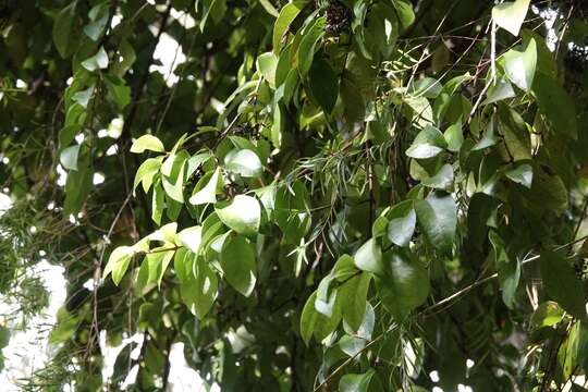 Image of Northland white rātā