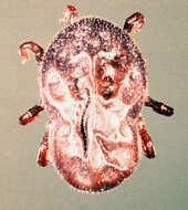 Image of Spinose ear tick