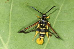 Image of Yellowlegged Clearwing Moth