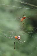 Image of Argyrodes miniaceus (Doleschall 1857)