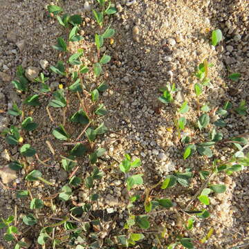 Image of roundleaf sensitive pea