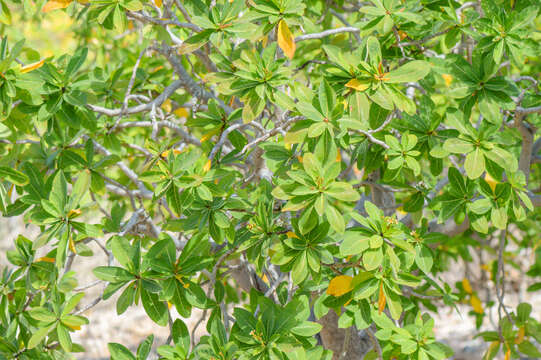 Image of Jatropha unicostata Balf. fil.