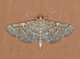 Image of Yellow-spotted Webworm Moth