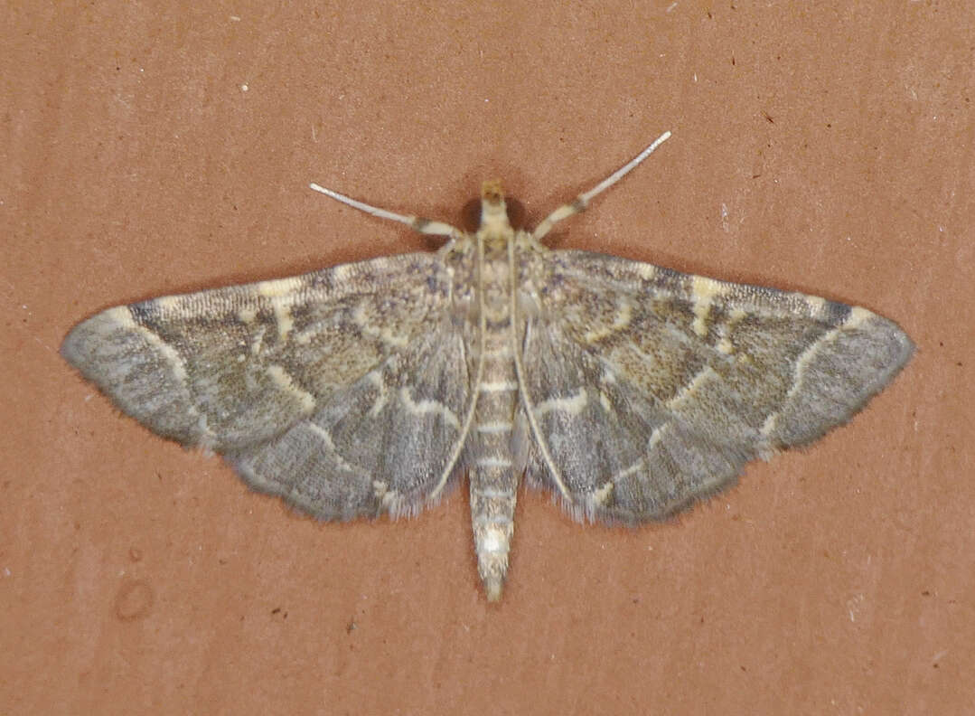 Image of Yellow-spotted Webworm Moth