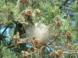 Image of Pine Processionary
