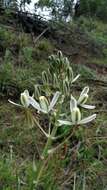 Image of Albuca batteniana Hilliard & B. L. Burtt