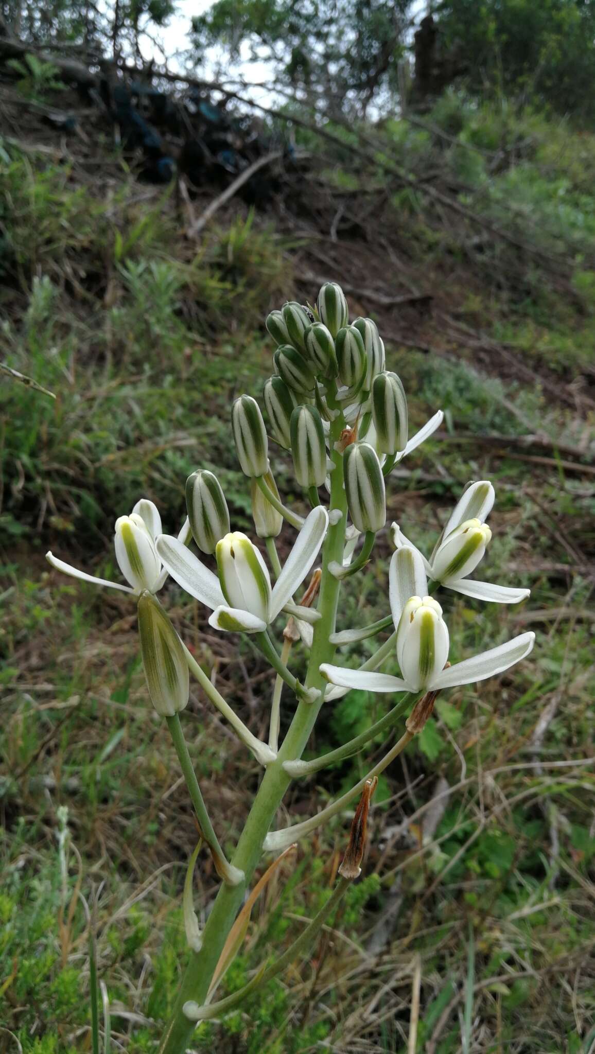 Image of Albuca batteniana Hilliard & B. L. Burtt