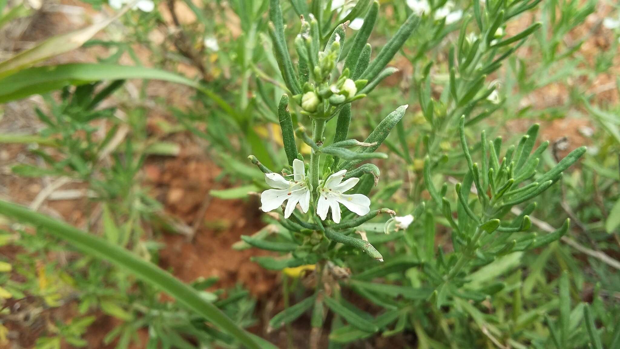 Image de Teucrium trifidum Retz.