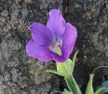 Image of Barleria lancifolia T. Anders.