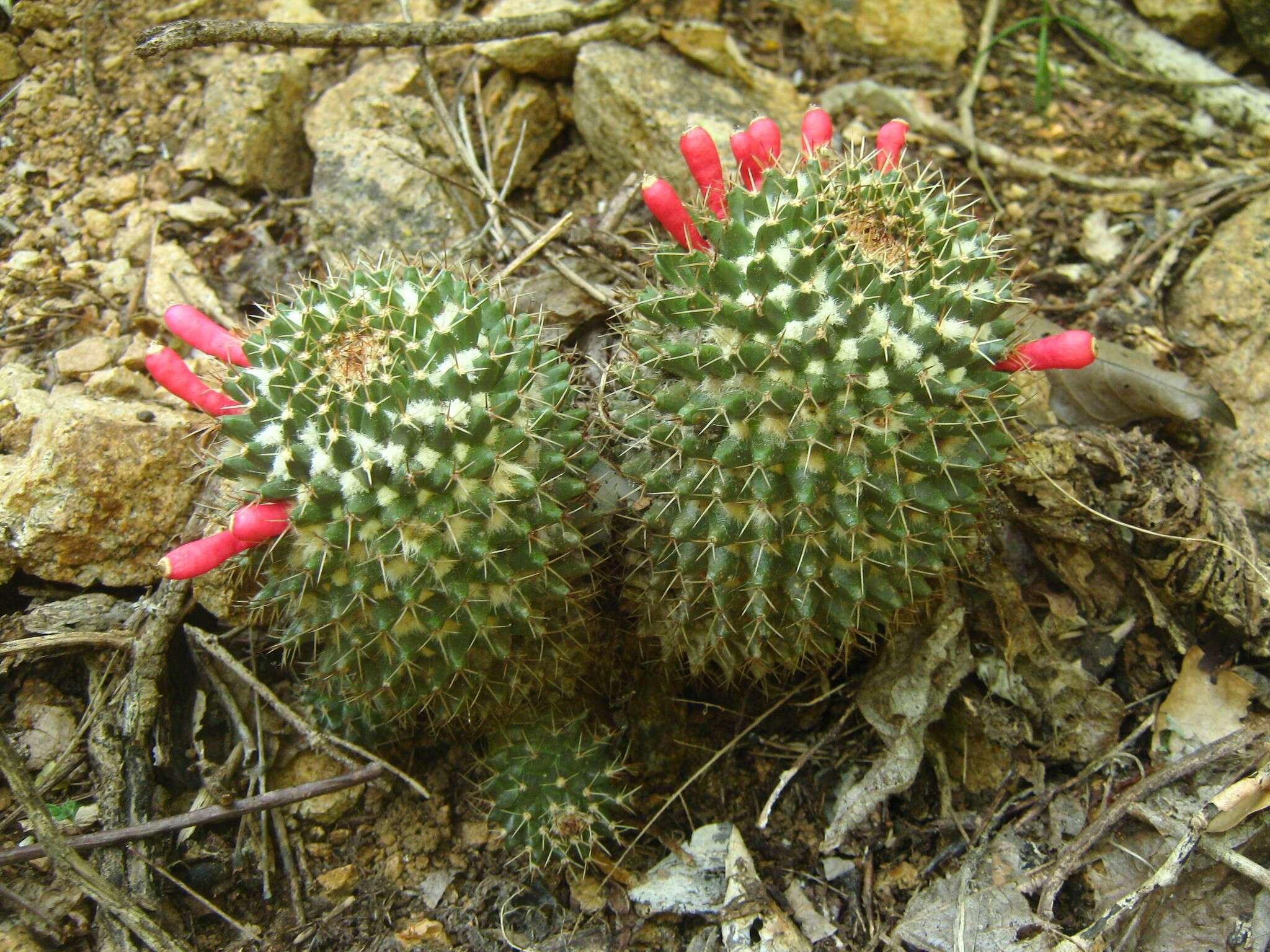 Image of Mammillaria karwinskiana subsp. beiselii (Diers) D. R. Hunt