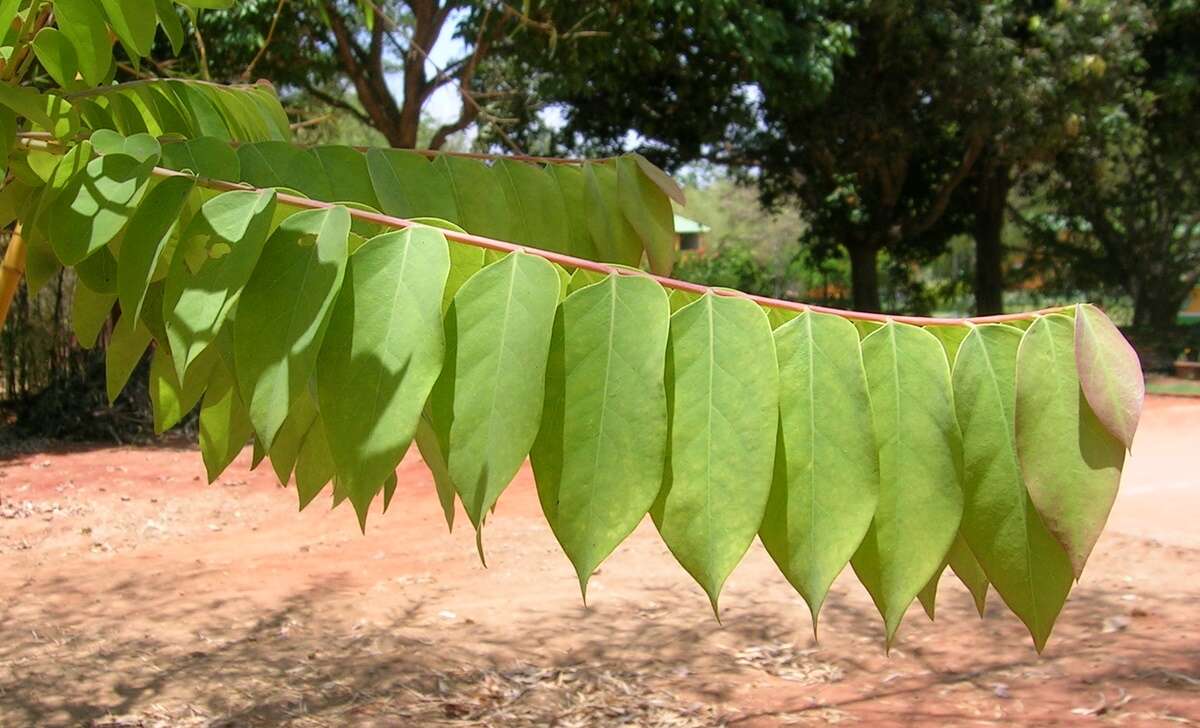 Plancia ëd Phyllanthus emblica L.