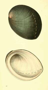 Image of Black Abalone