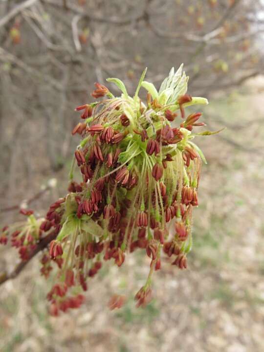 Acer negundo var. violaceum (G. Kirchn.) H. Jäger resmi