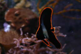 Image of Longfin batfish