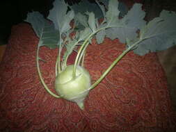 Image of kohlrabi