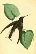 صورة Florisuga fusca (Vieillot 1817)